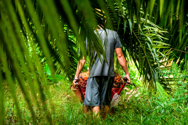 Oil palm worker