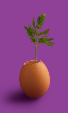 Plant growing out of an eggshell